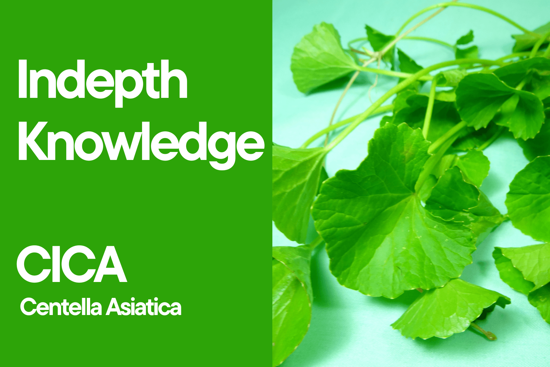 Indepth Knowledge CICA (Centella Asiatica) for Skincare - Bestkoreanskincares