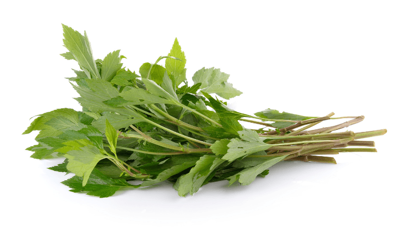 MUGWORT