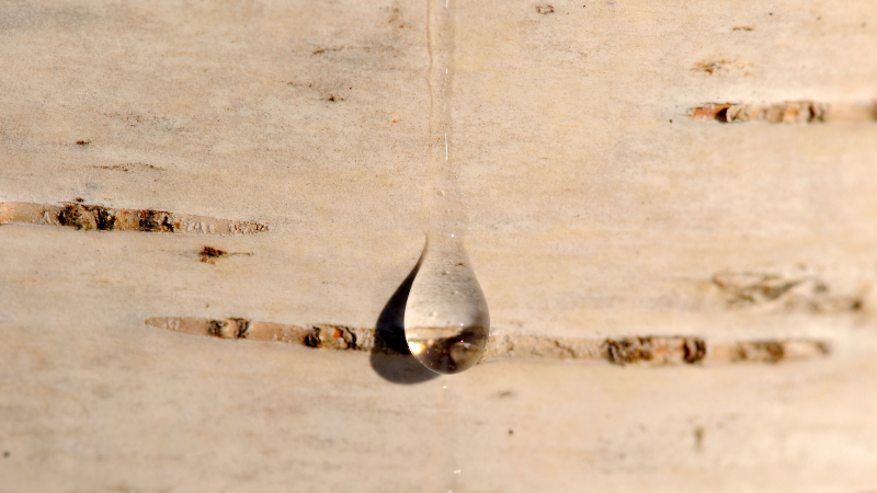 BIRCH SAP