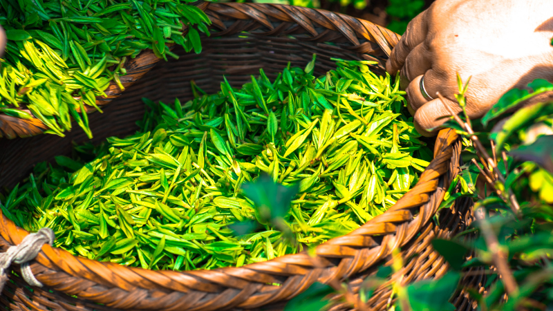 GREEN TEA
