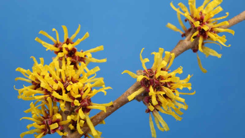 WITCH HAZEL