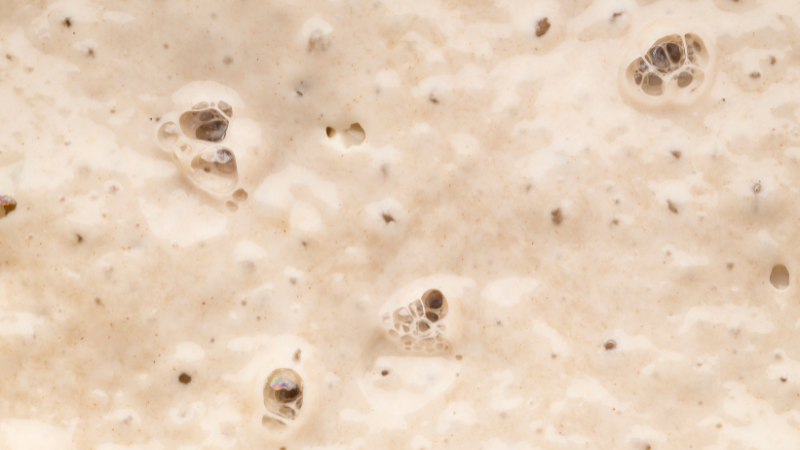 GALACTOMYCES
