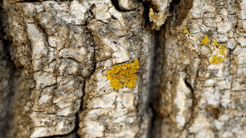 WILLOW BARK