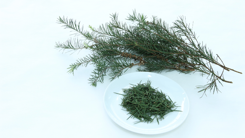TEA TREE